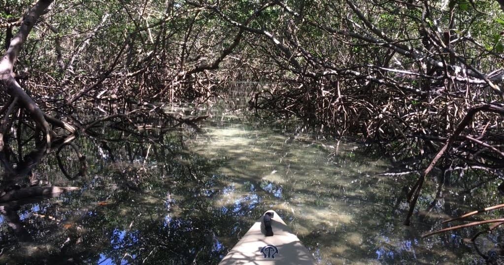 Lido Mangrove Tunnels Tour | Kayak in Sarasota, Florida