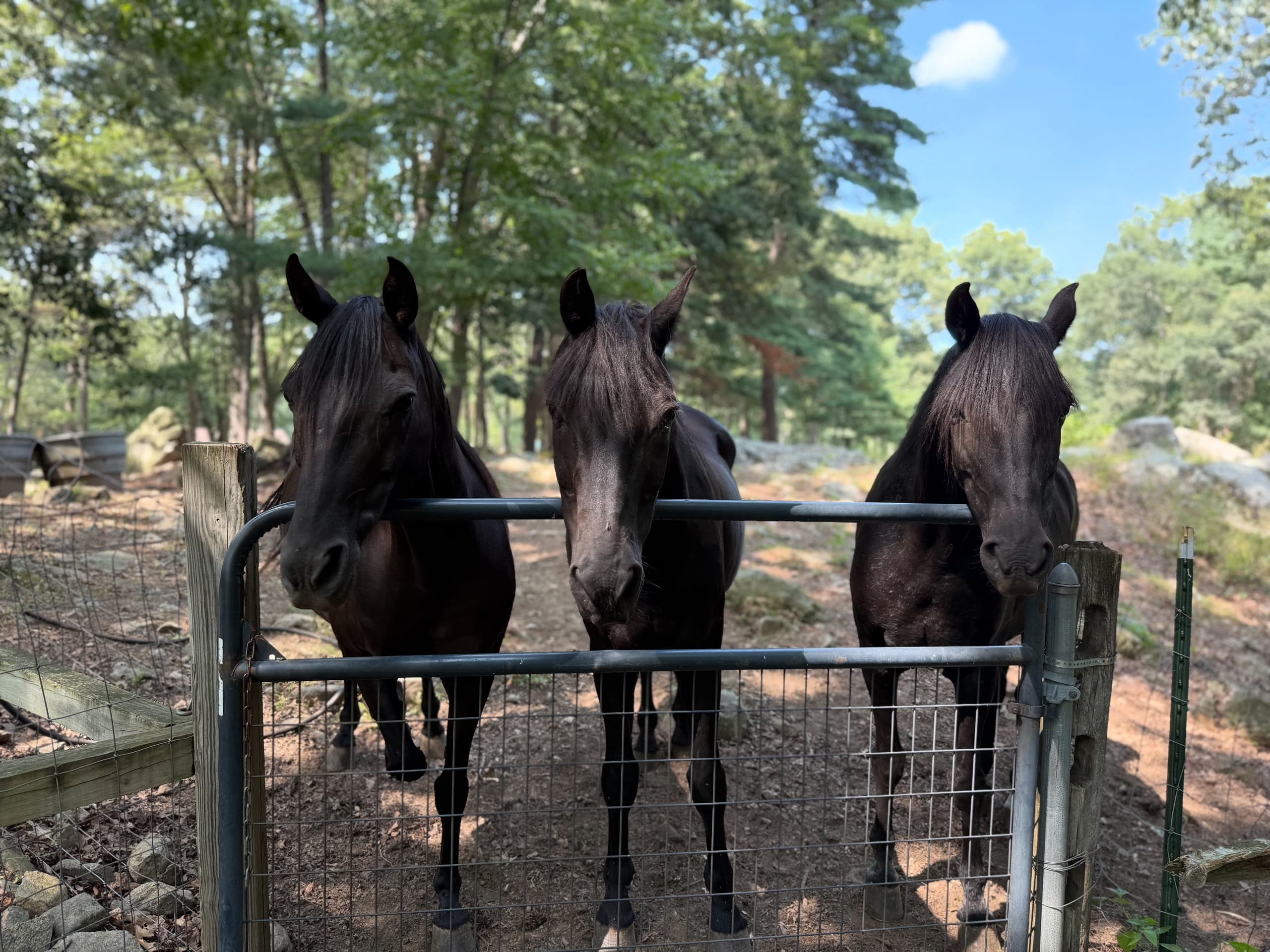 Farm Therapy Experiences: Animal-Assisted Sessions in Georgetown, MA photo 4