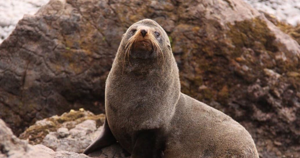 Dunedin Otago Peninsula Tour with Back To Nature Tours