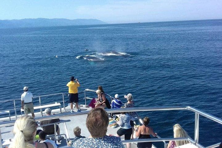 Whale Watching with Puerto Vallarta Net: Winter Wonders