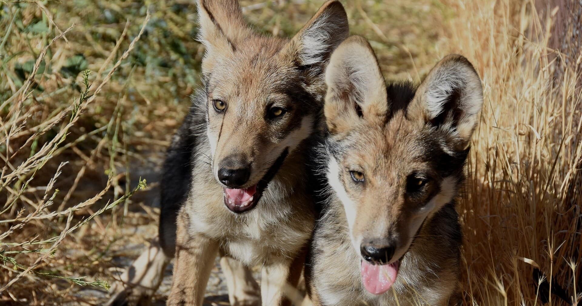 Wildlife Encounters at California Wolf Center in Julian