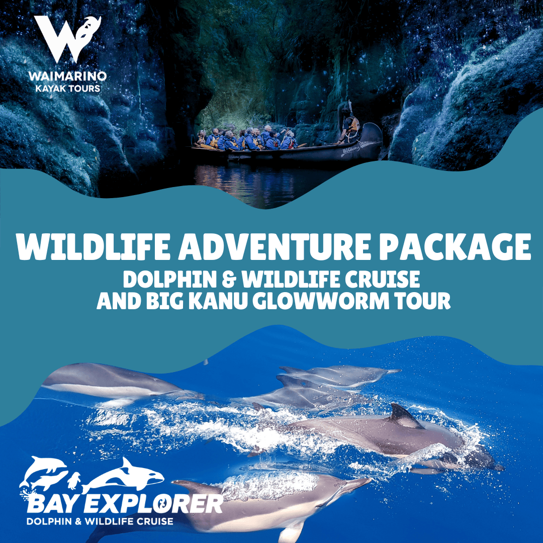 Dolphins by Day, Glowworms by Night: Bay Explorer & Waimarino Kayak Tours in Omanawa