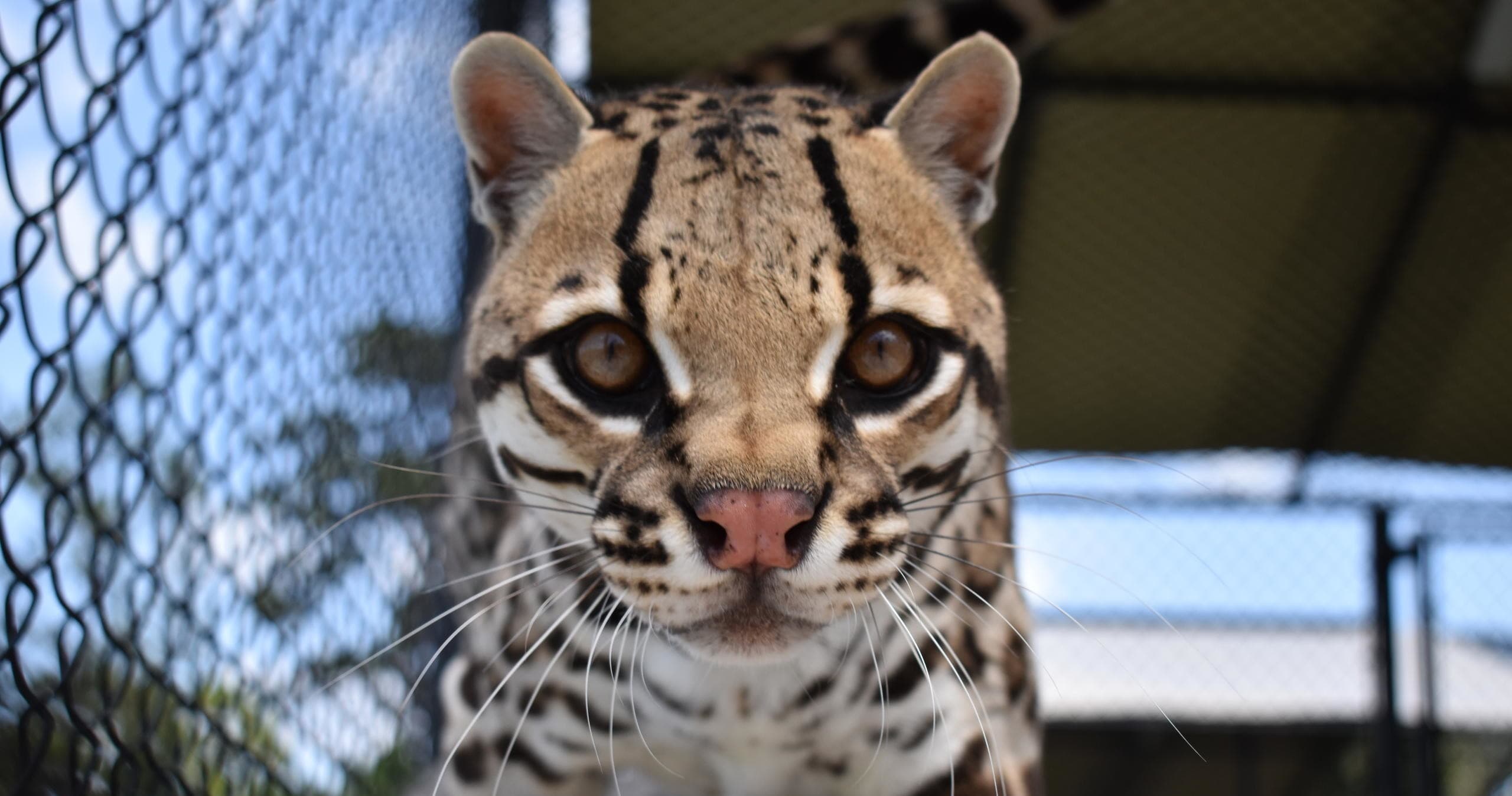 Ocelot close-up behind enclosure fence at wildlife facility