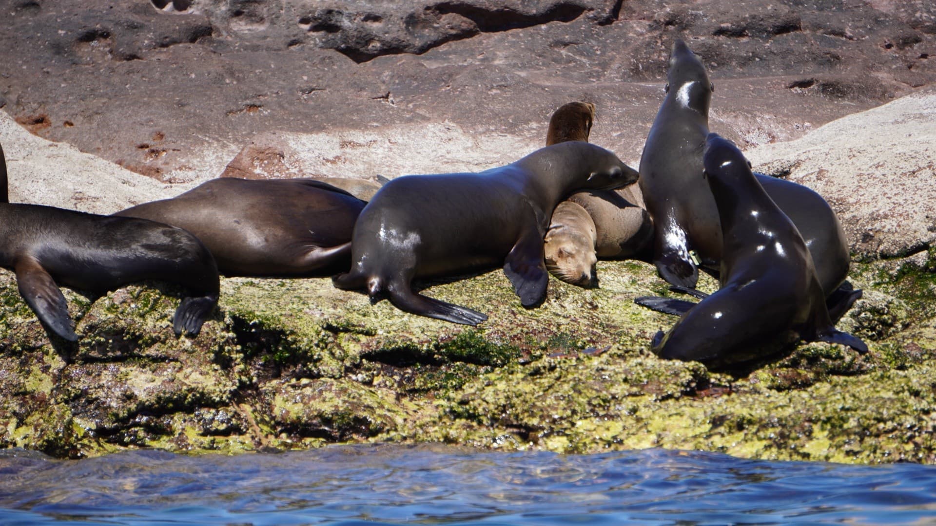 Sea Safari Norte: Snorkel Sea Lions & Dolphins in La Paz photo 3