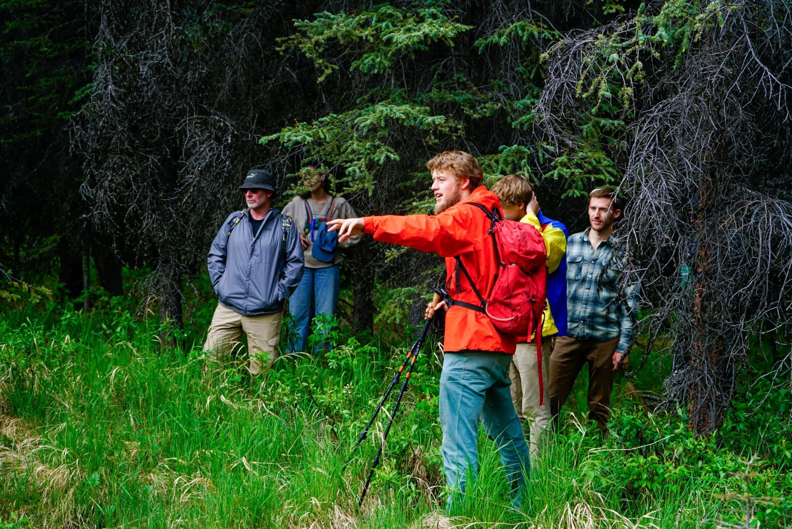 Guide leading small hiking group through dense subalpine forest