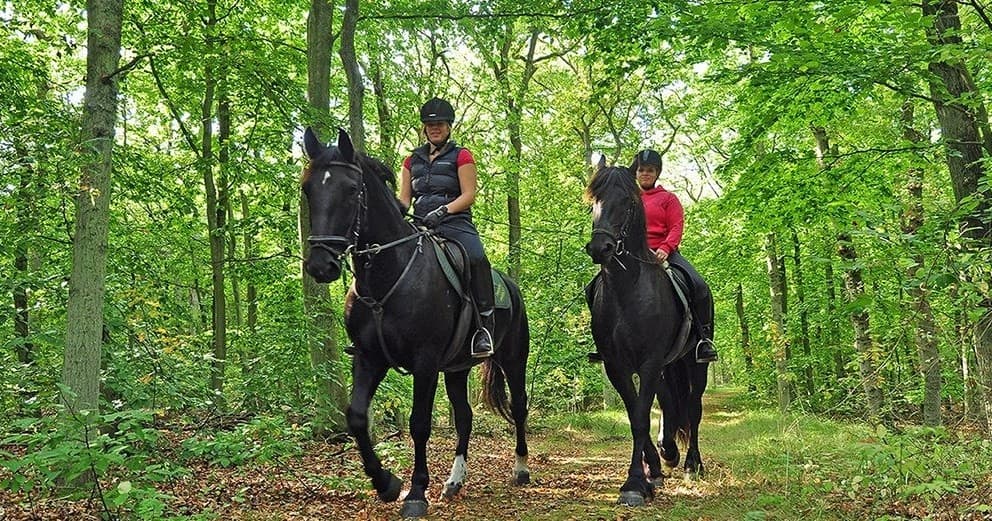 Equestrian Adventure in Forests & Dunes with Huifkarbedrijf Terpstra
