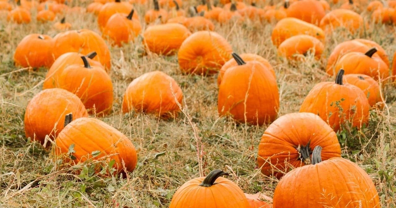 Family Farm Fun at Sweet Peas Pumpkinfest in Amaranth