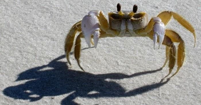 Ghost Crab Quest fleet