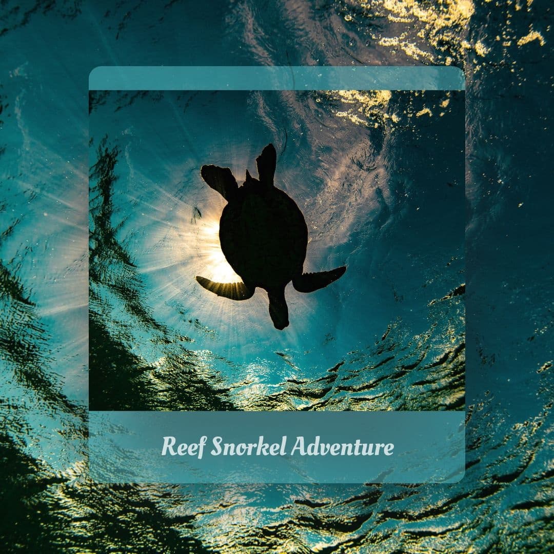Sea turtle silhouette beneath sunlit reef during snorkeling tour