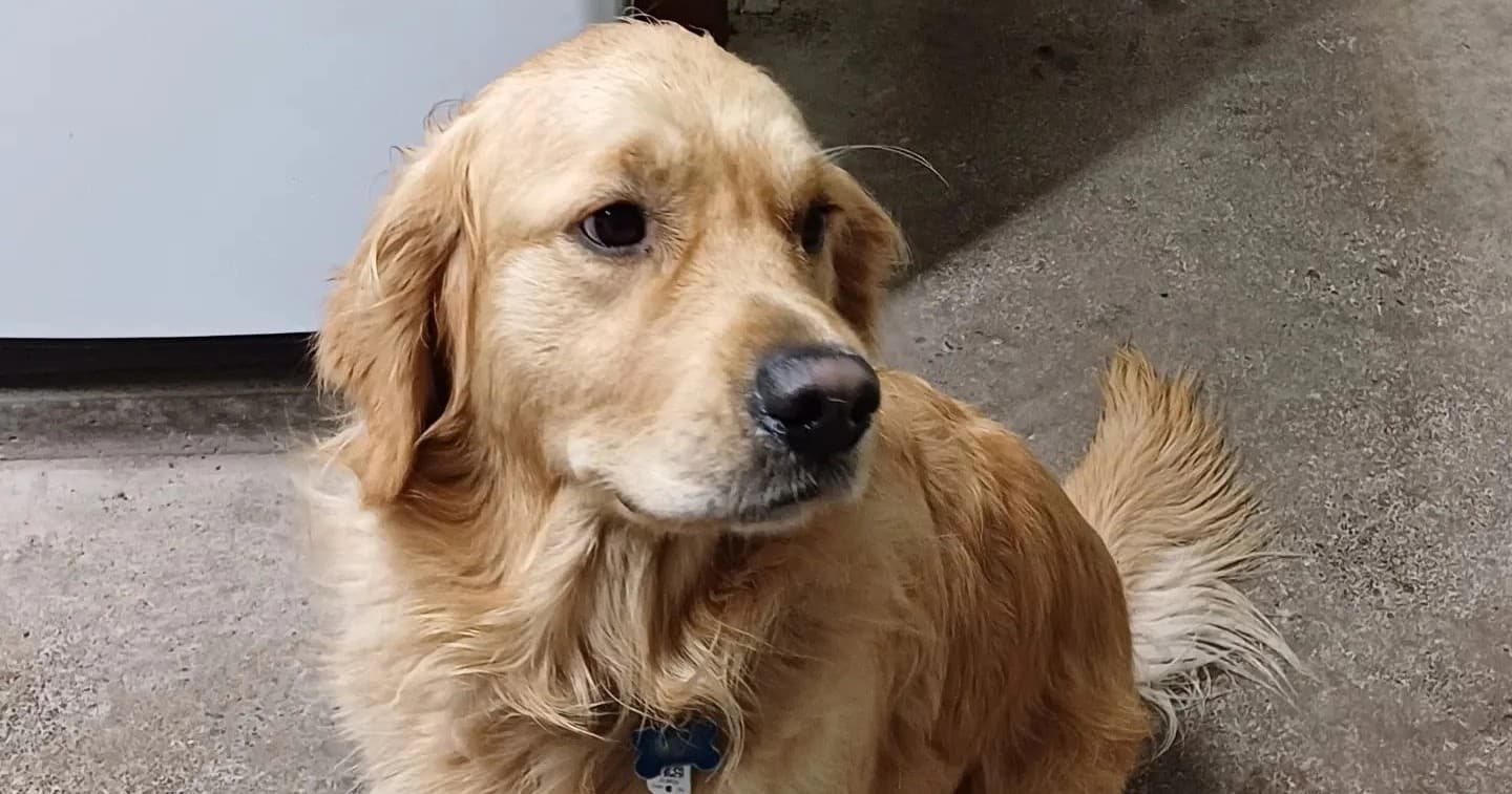 Golden retriever in kennel driveway area, calm resting pose