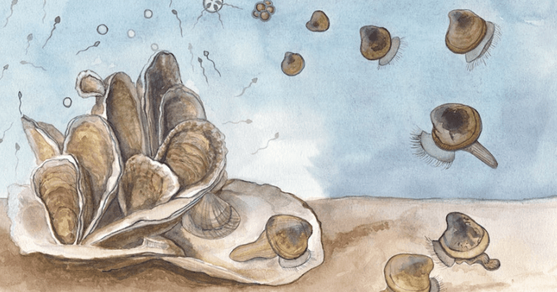 Wildlife & Nature: Billion Oyster Project in New York Harbor