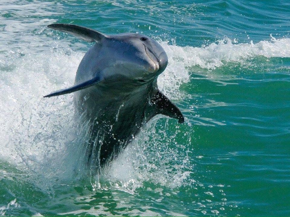 Dolphin breaching with ocean spray during marine wildlife tour