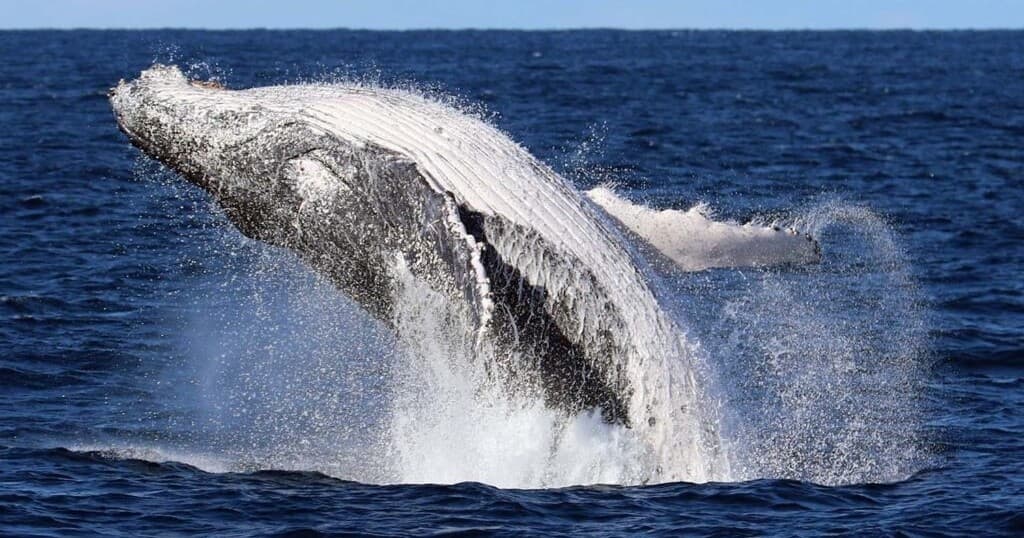 Humpback whale breaching in open ocean on whale-watching tour