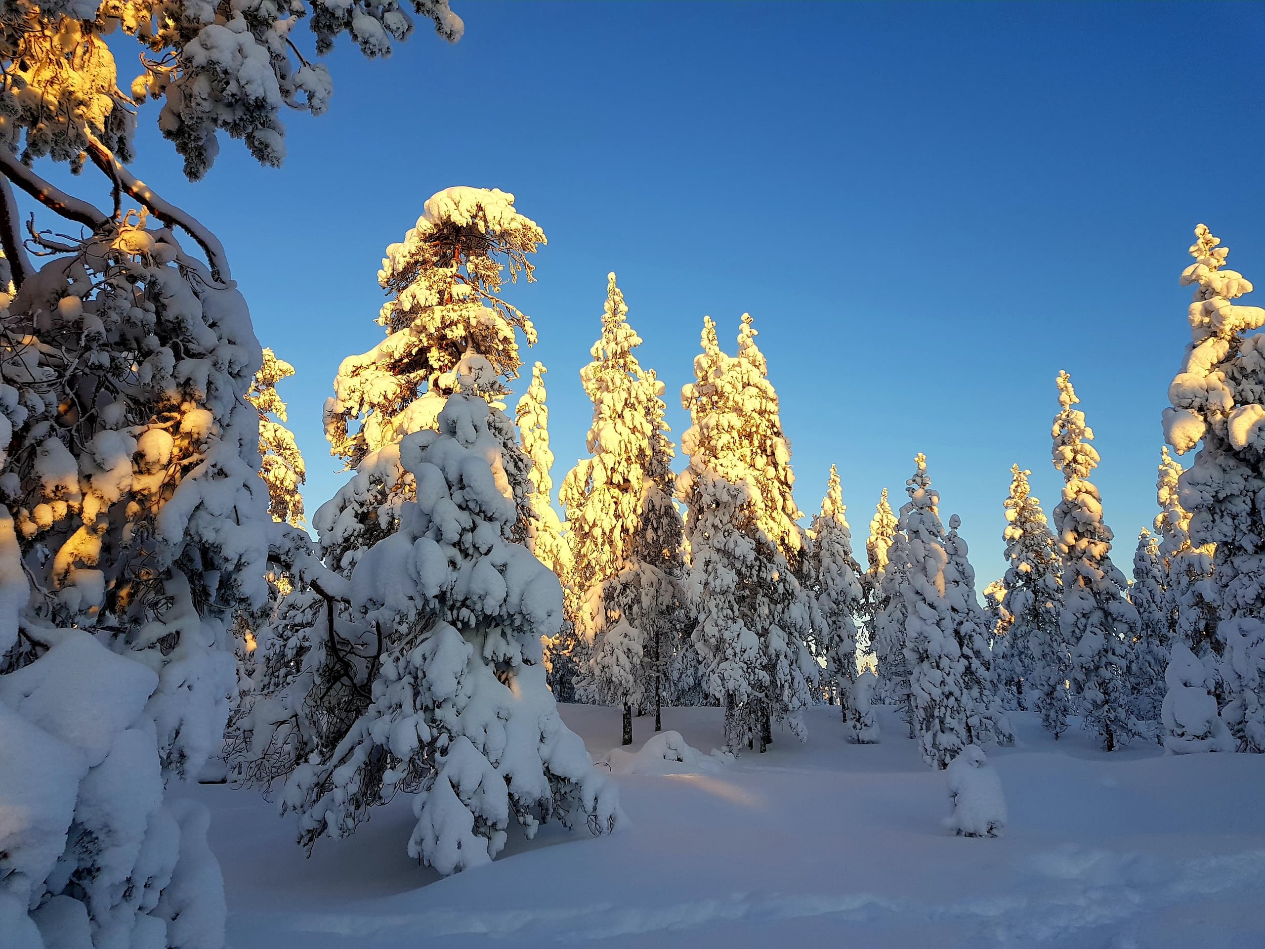 Snowshoe Adventures in Rovaniemi with Access Lapland