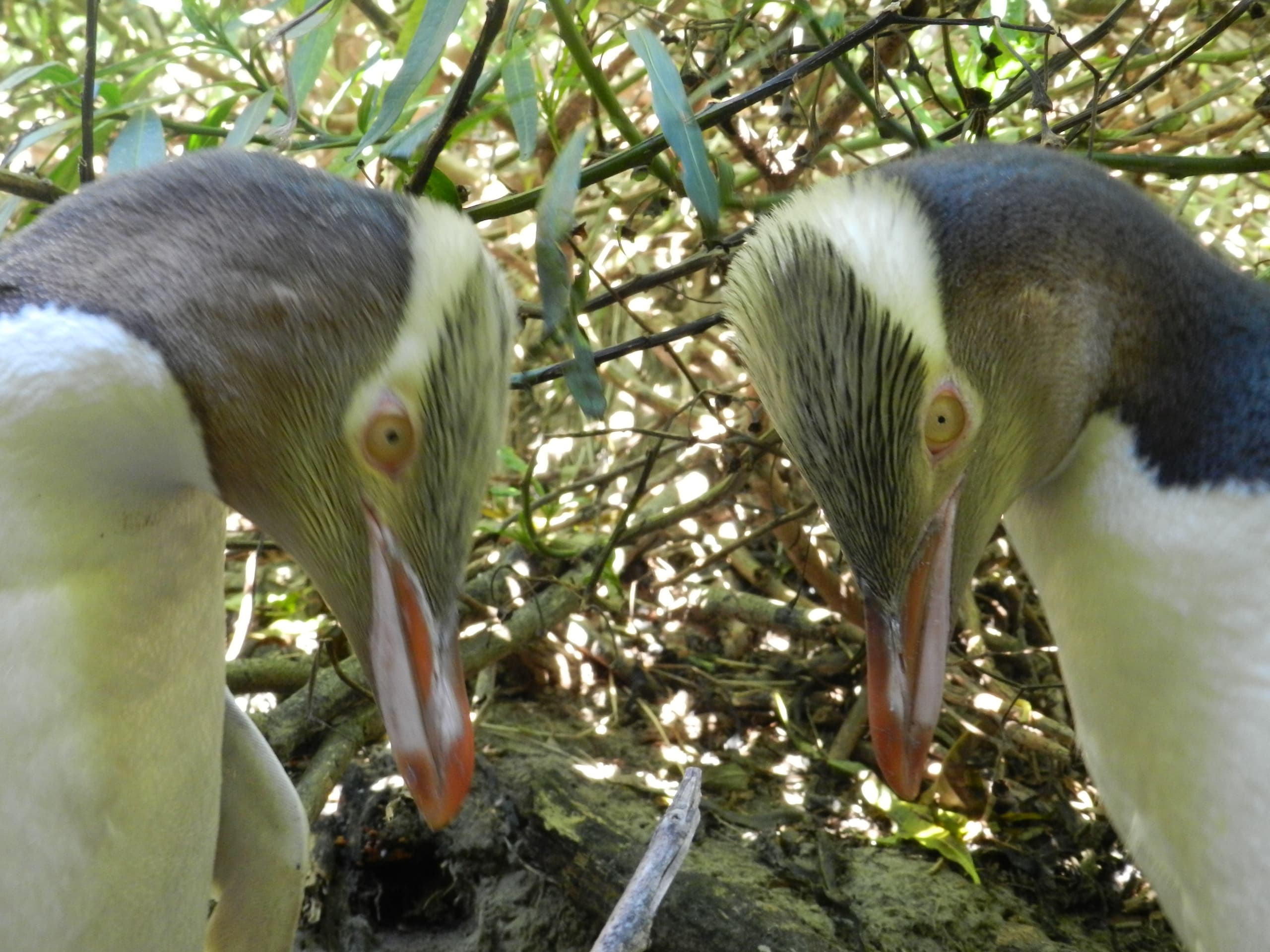 Discover Otago Peninsula: An Immersive Eco Wildlife Tour Near Dunedin