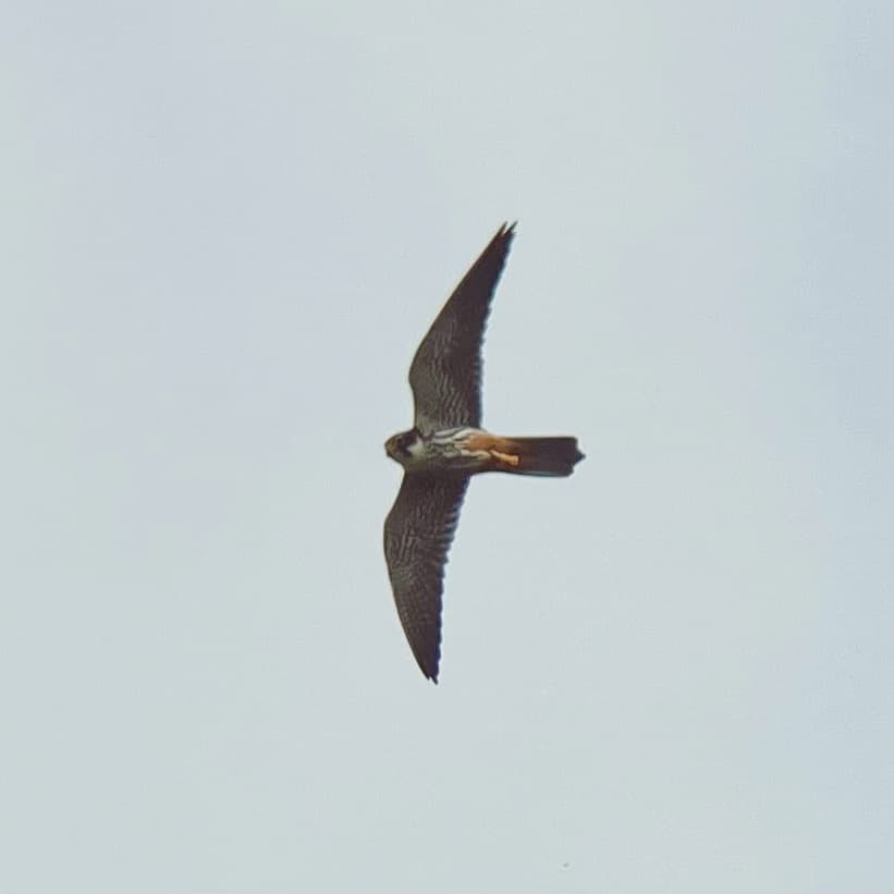 Evening Raptors on the Somerset Plains: Guided Birding Walk in Draycott