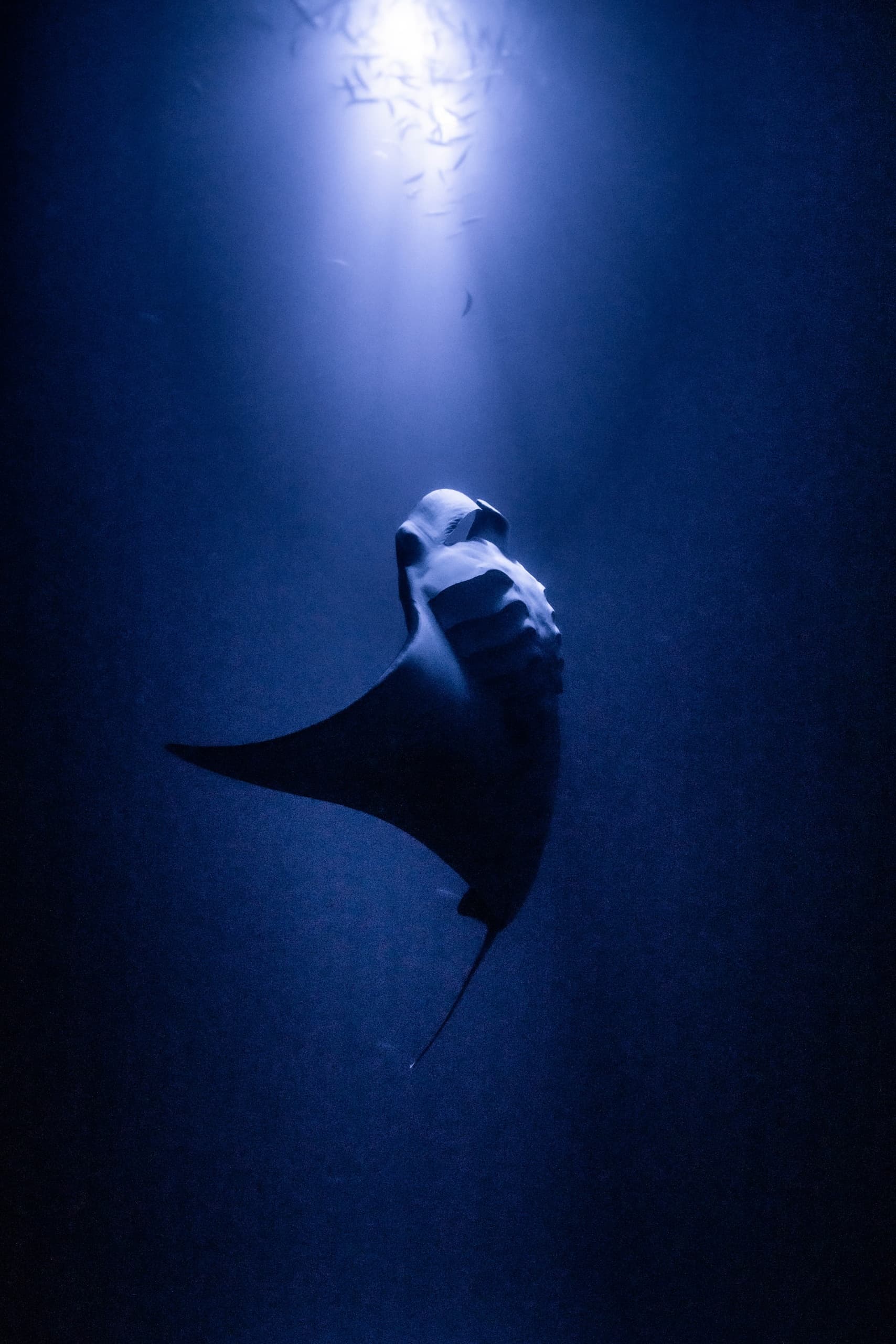 Water Activities & Kona Manta Ray Night Experience with Aquatic Life Divers