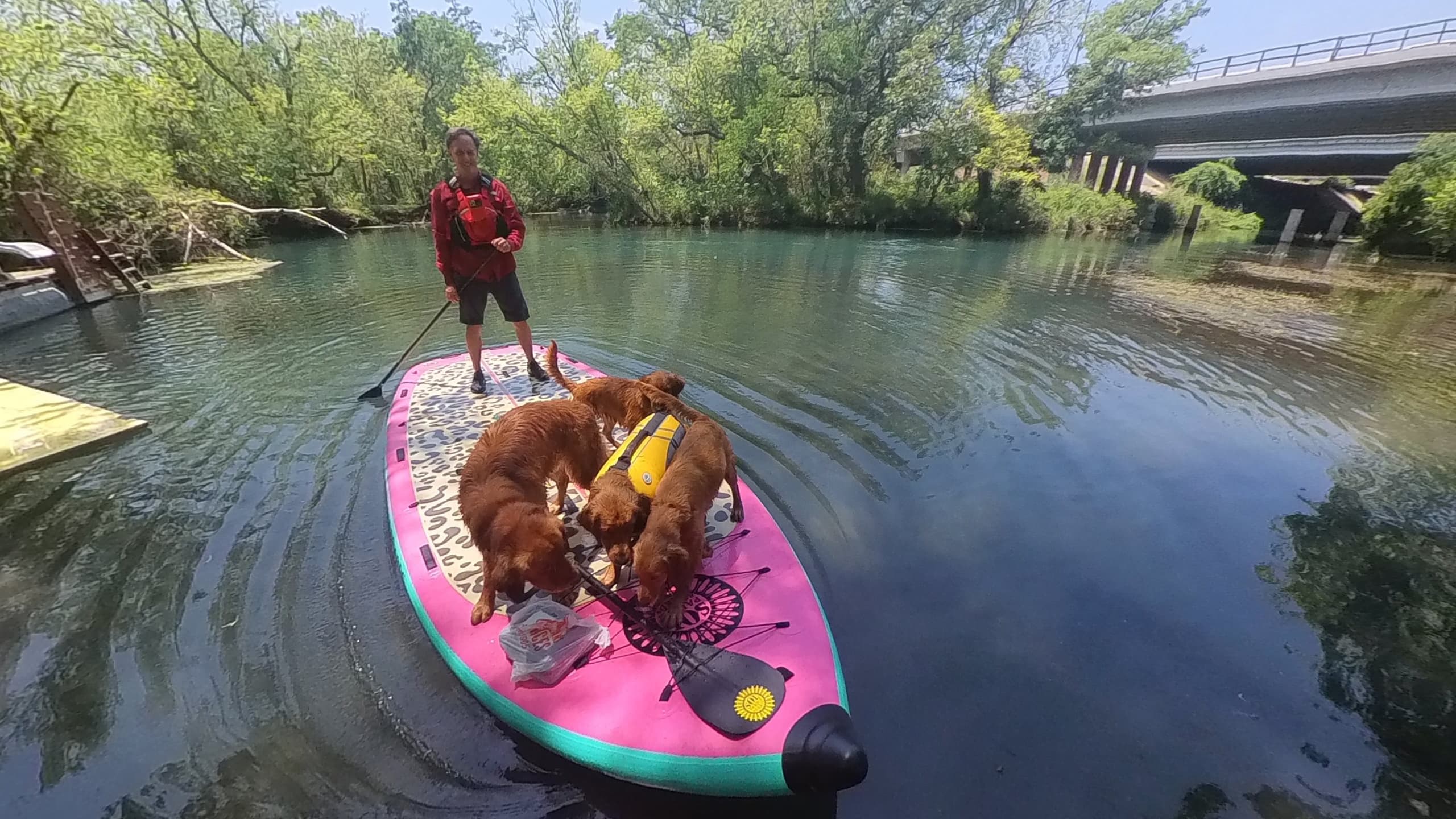 Stand-up paddleboarding with dogs on a calm river near bridge