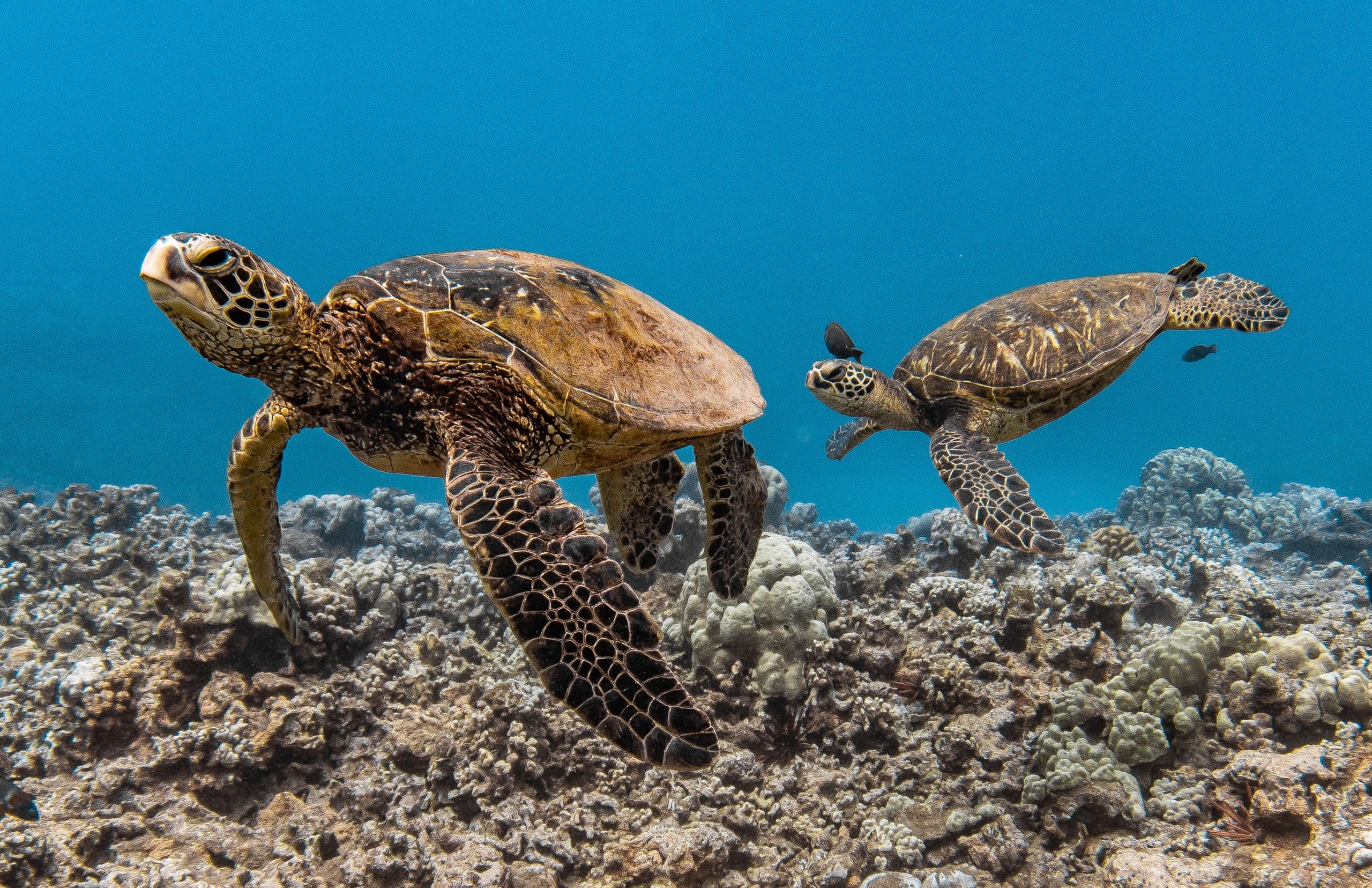 Snorkel with Green Sea Turtles from Maalaea Harbor — Turtles and Tacos Catamaran