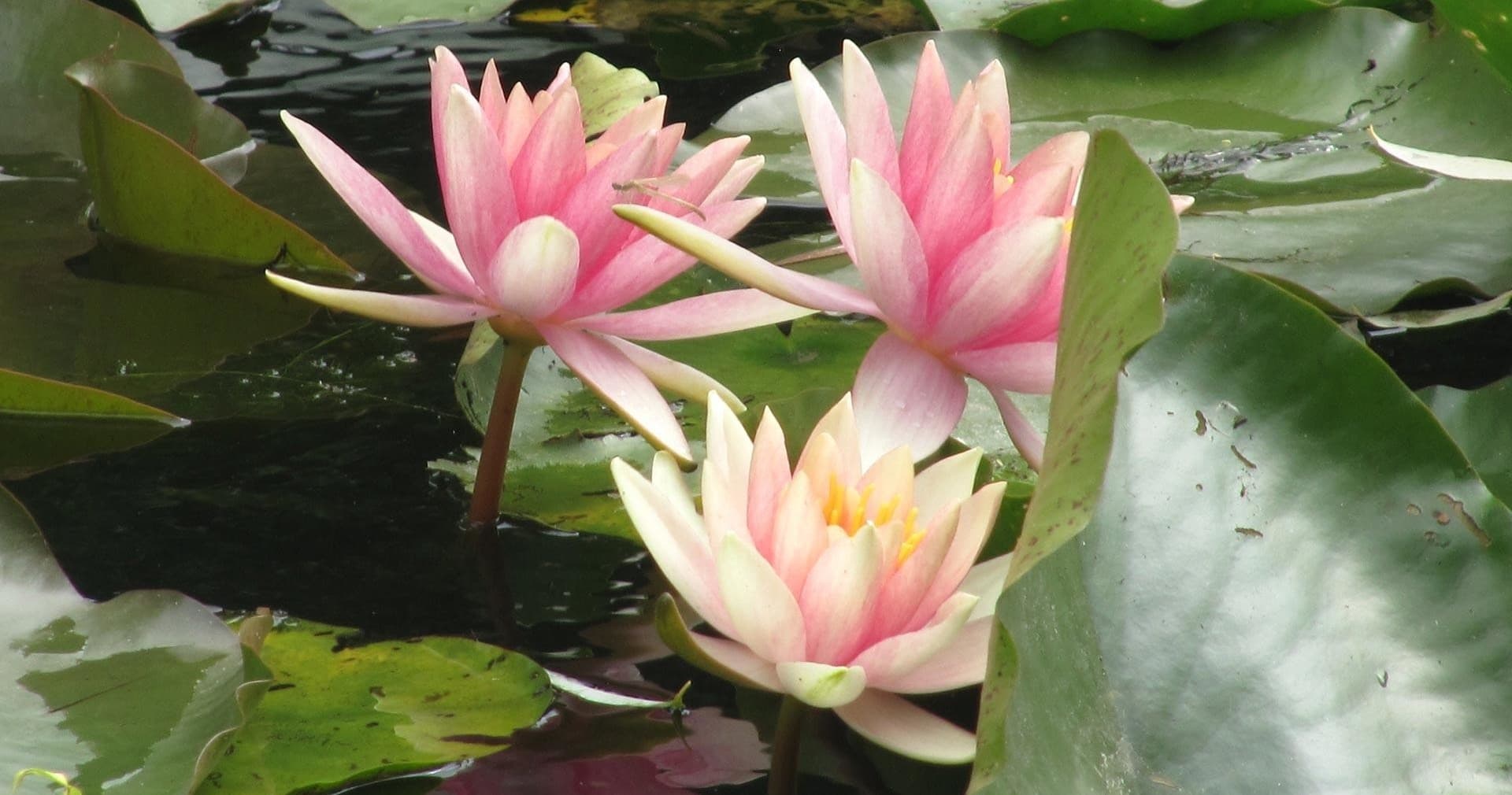 Giverny Art Tour with Paris in Person