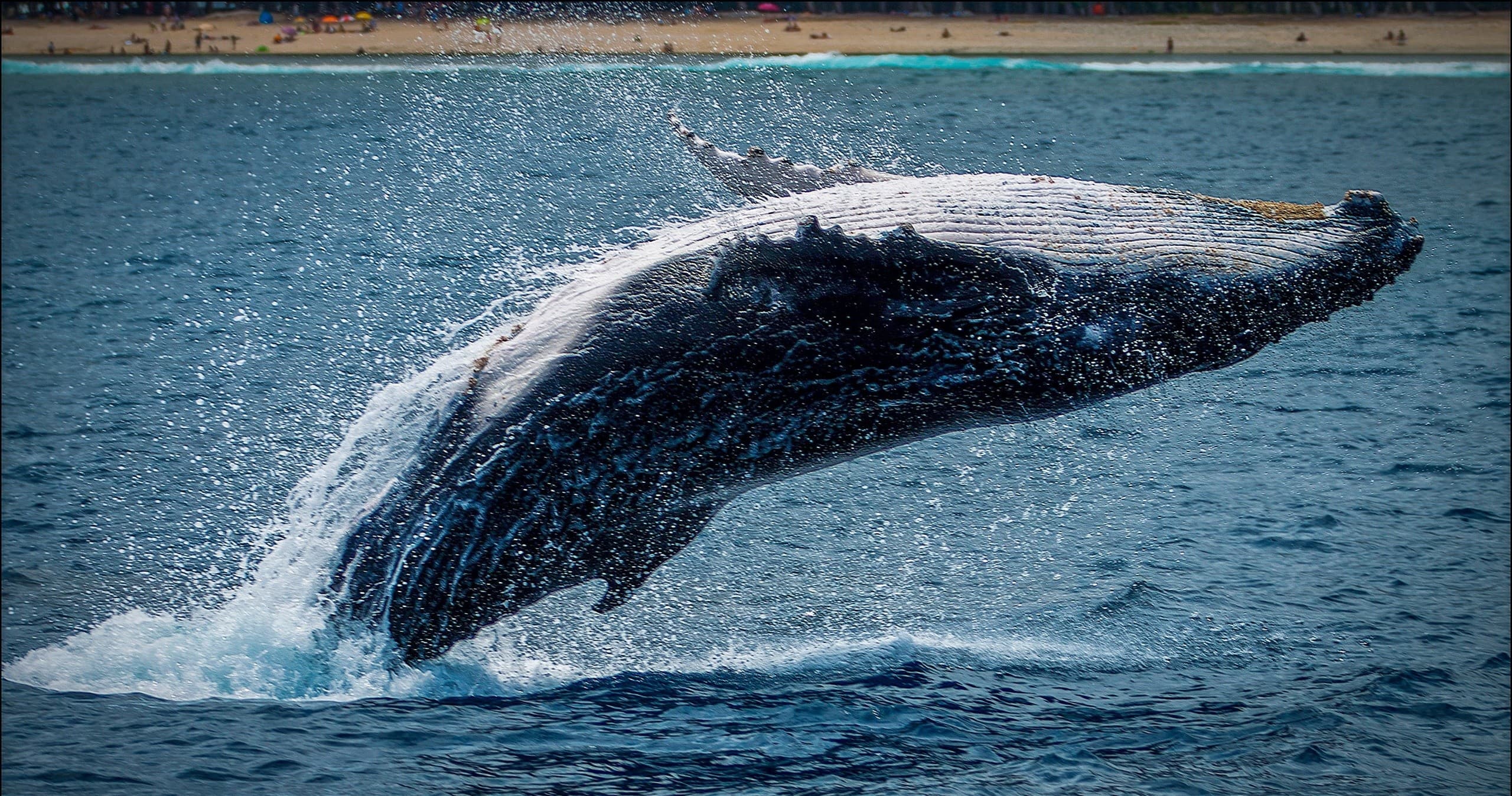 Humpback whale breaching near ocean surface with splash