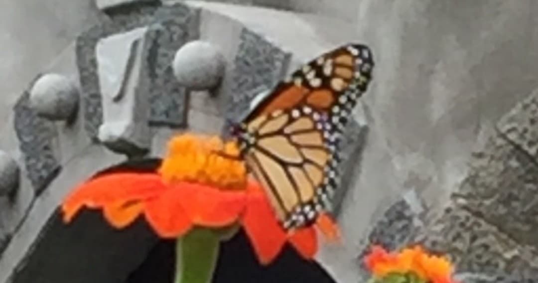 Wildlife & Boat Tour at Bannerman Island