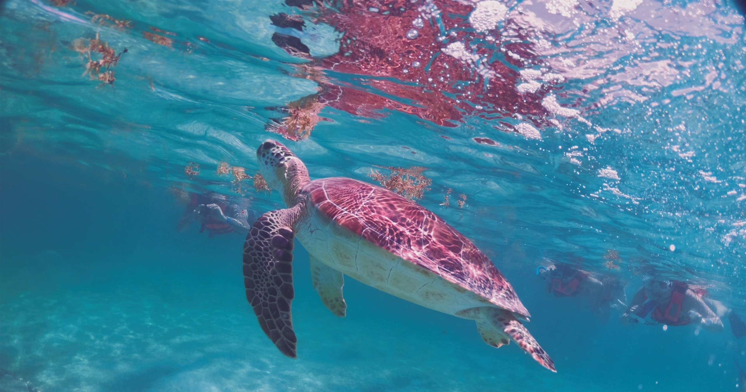 Snorkeling Adventure with Viajes Tours Maya in Riviera Maya