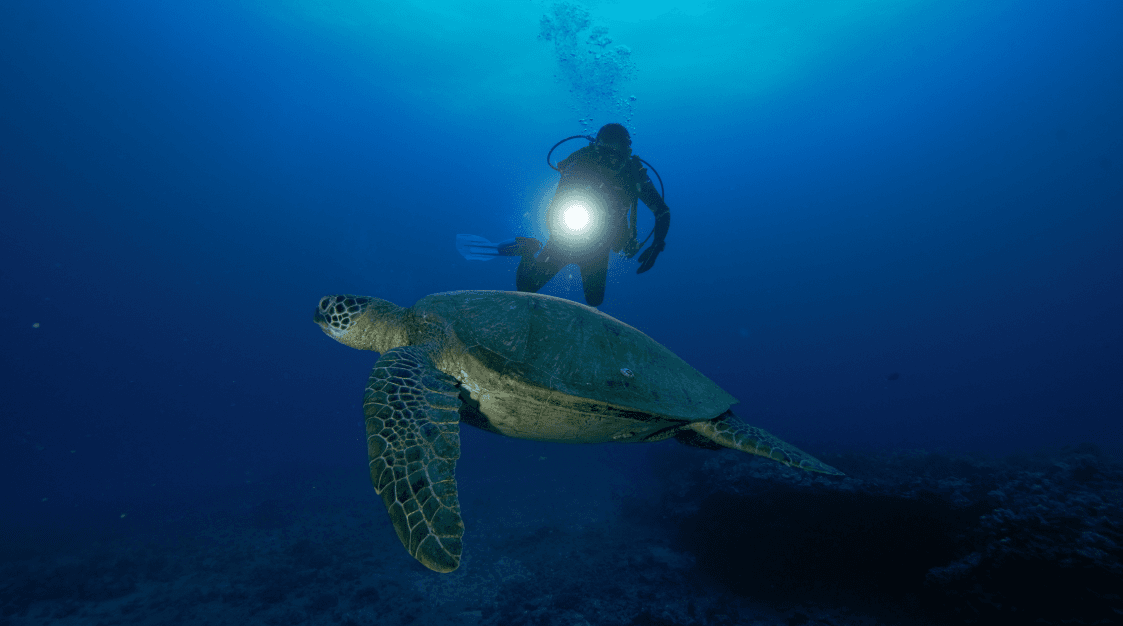 Night Dives in Honolulu: Explore Hawaii’s Underwater Darkness