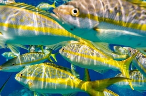 School of yellowtail fish swimming in clear tropical reef water