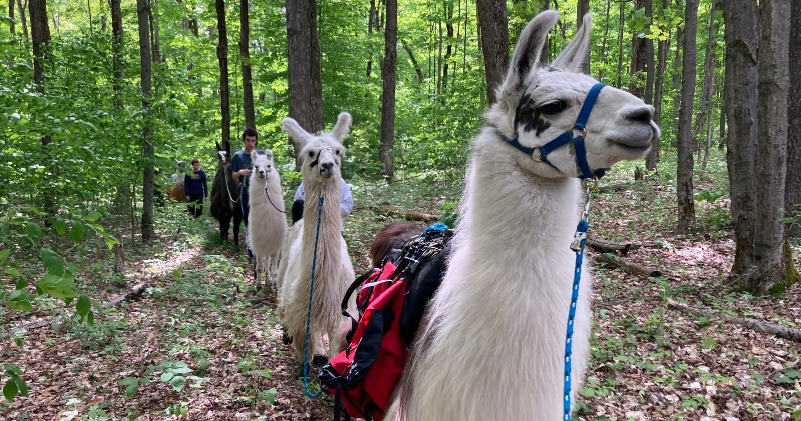 Llama Adventures team