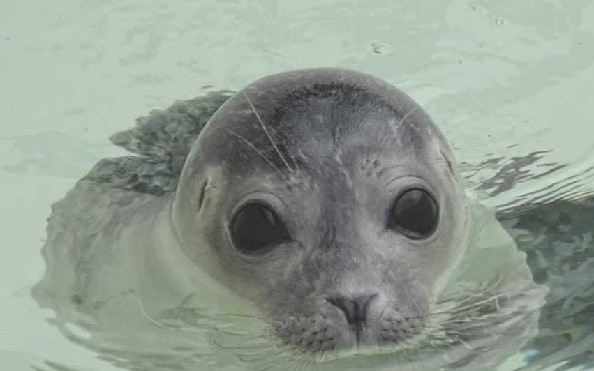 Seal Island & Godrevy Lighthouse Tours by Prime Time Boat Tours
