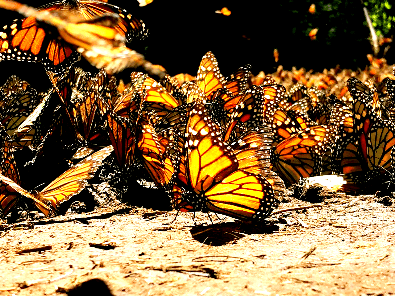 Monarch Butterfly Tour by EcoColors Tours in Mexico