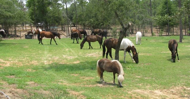 Master Horsemanship with a Personalized Basic Horse Lesson in Chipley, Florida