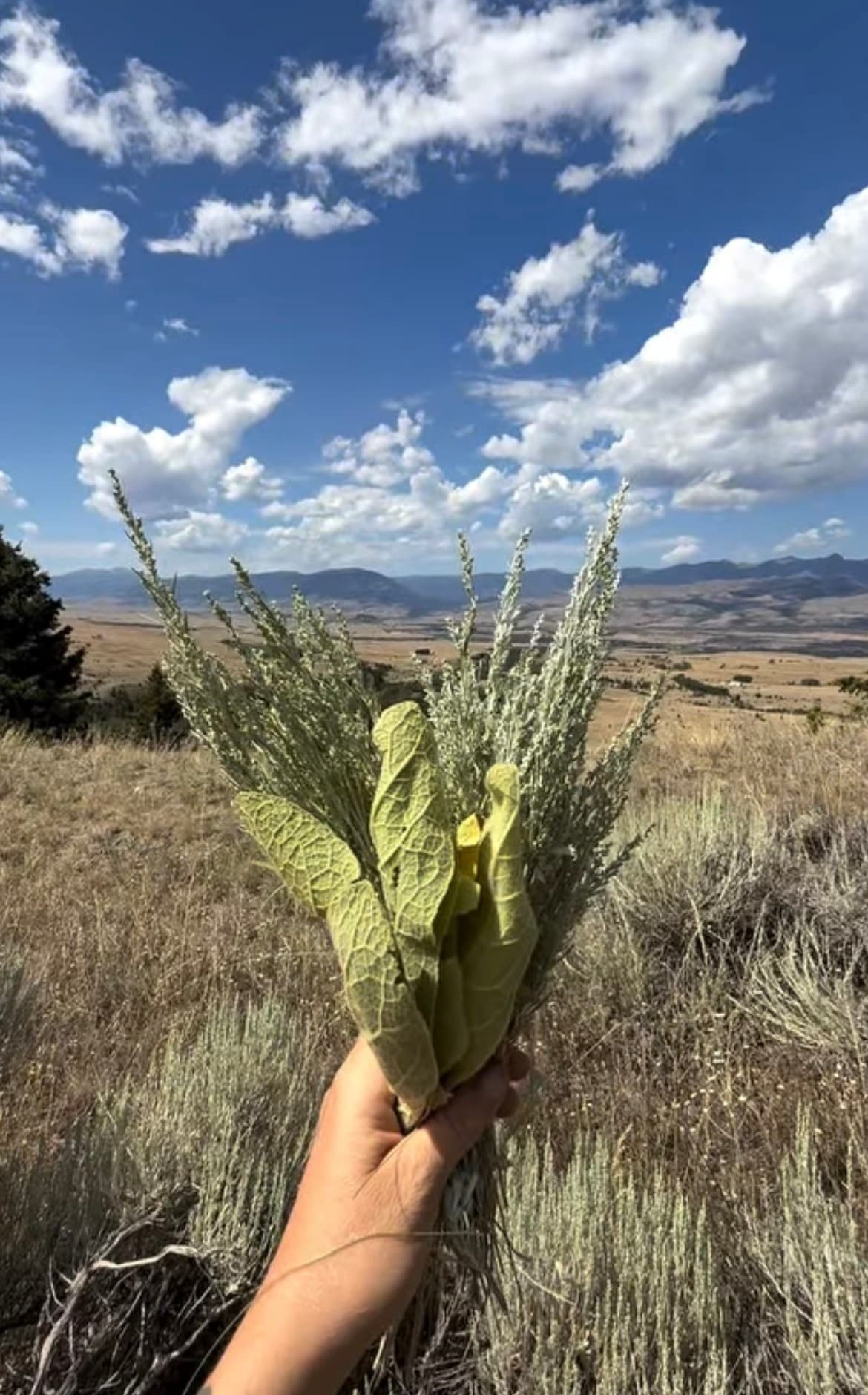 Horseback Herbalism: Prairie Weeds and Wildflowers Ride in Pray, MT