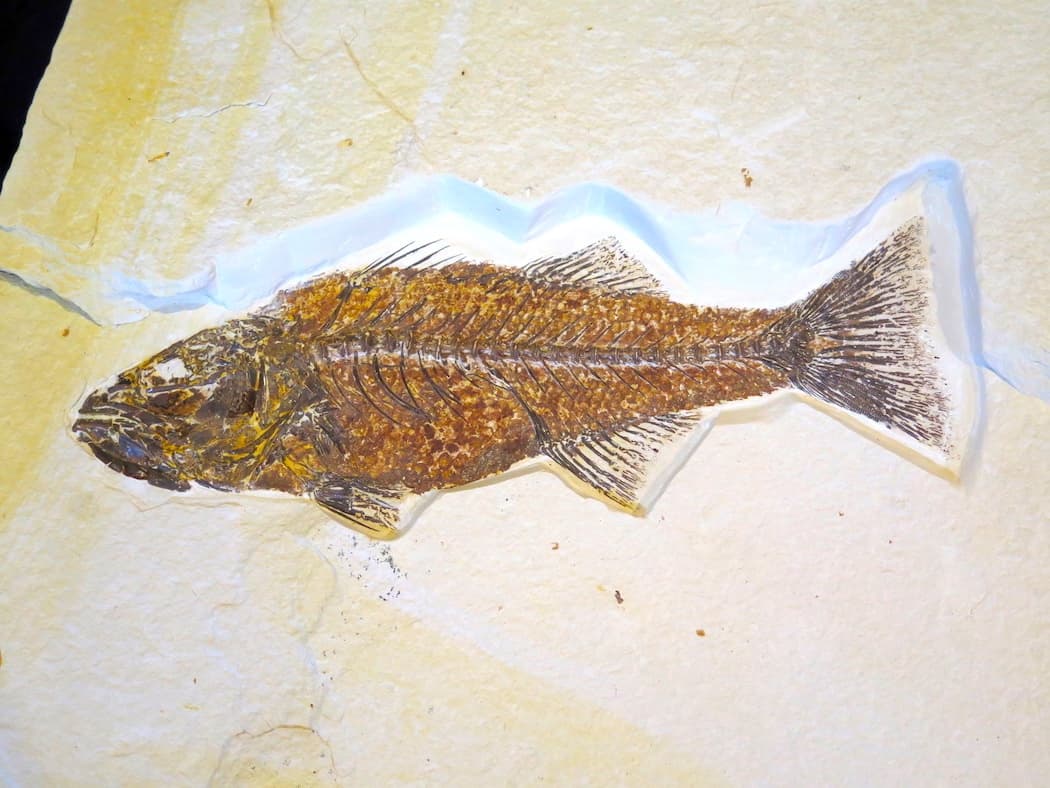 Close-up fossil fish preserved in limestone slab from outdoor quarry