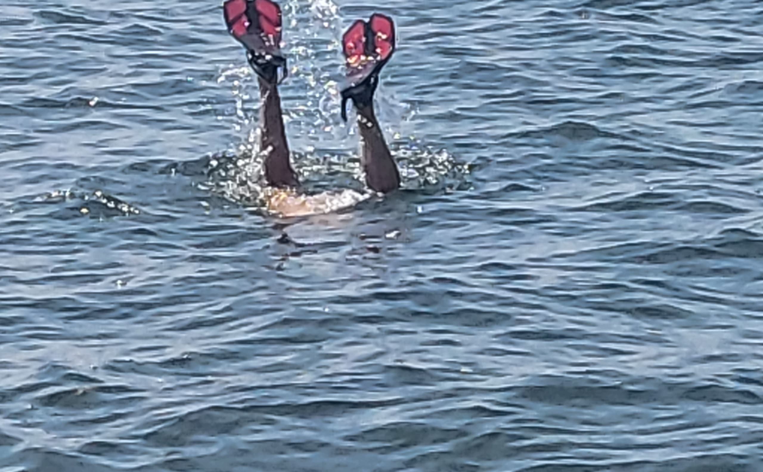 Couples' Scallop Escape: 4- or 6-Hour Homosassa Scalloping & Sandbar Tour photo 2