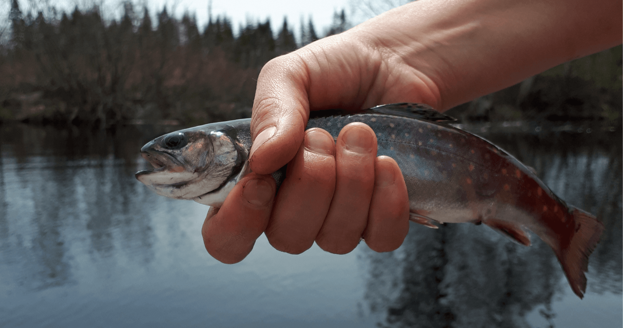 Fishing Adventure at Chalets Villégiature & Pourvoirie Daaquam