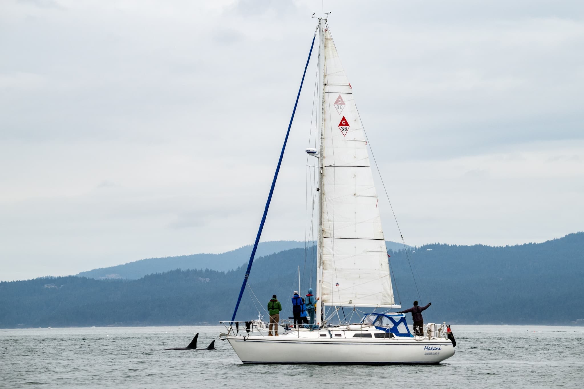 Private Day Sail and Whale-Watching in the San Juan Islands from Friday Harbor