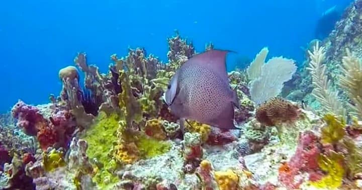 Water Activities with The Black Anchor Scuba Diving & Snorkeling in Coastal Area