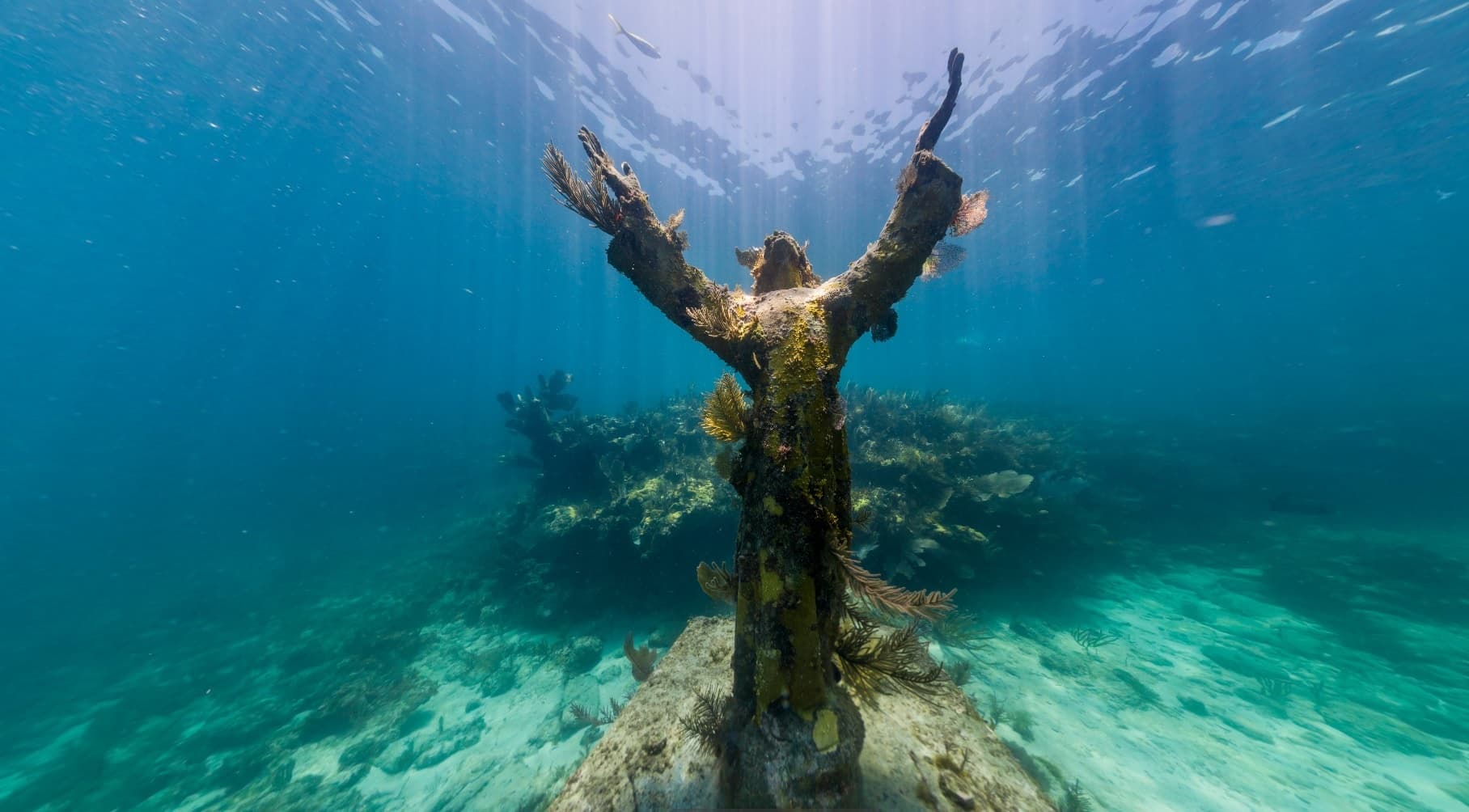 Underwater statue rising from reef, snorkeling and dive site