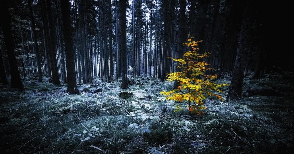 Solitary yellow tree in misty pine forest, remote hiking scene