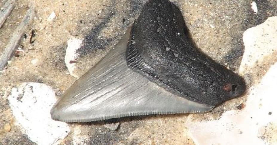 Explore Ancient Fossils on the Public Shark Tooth Excursion in Georgia