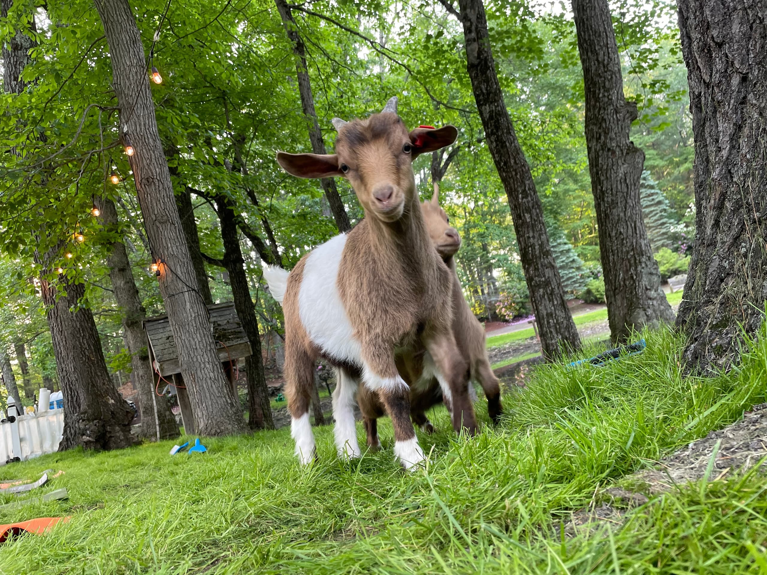 Farm Therapy Experiences: Animal-Assisted Sessions in Georgetown, MA