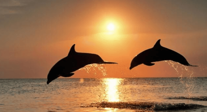 Sunset & Harbor Lights Cruise with Fins Up Clearwater