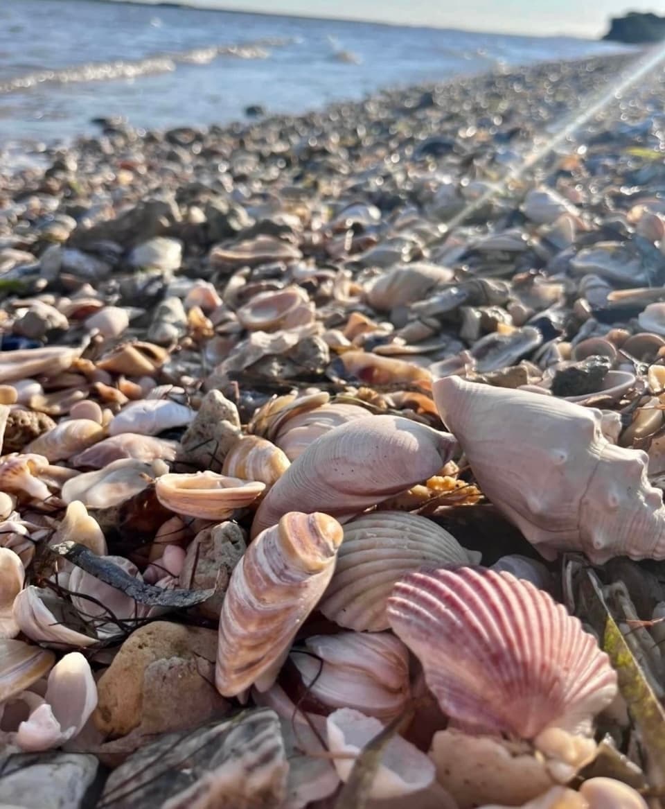 Close-up seashells on Port Aransas beach shoreline at sunrise