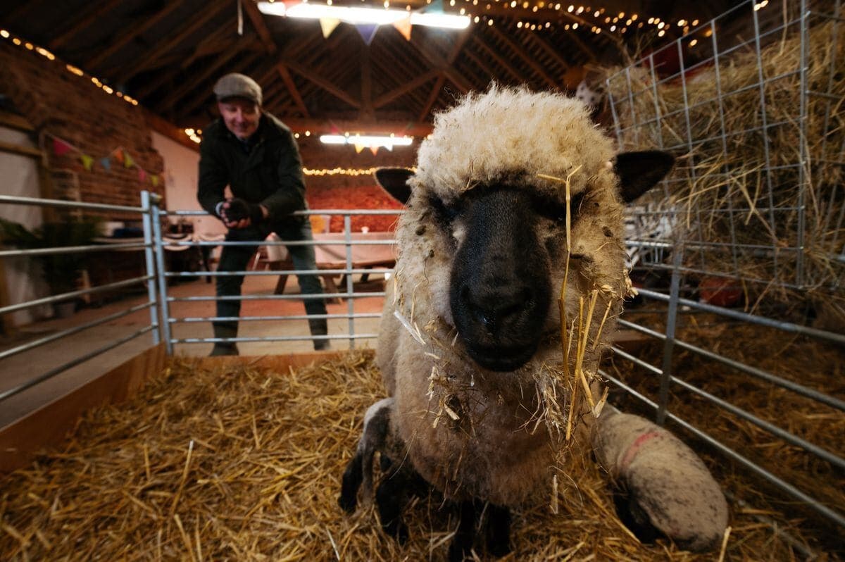 Springtime Fun on the Farm: Experience Lambing Season at Frankly Farm in Shropshire