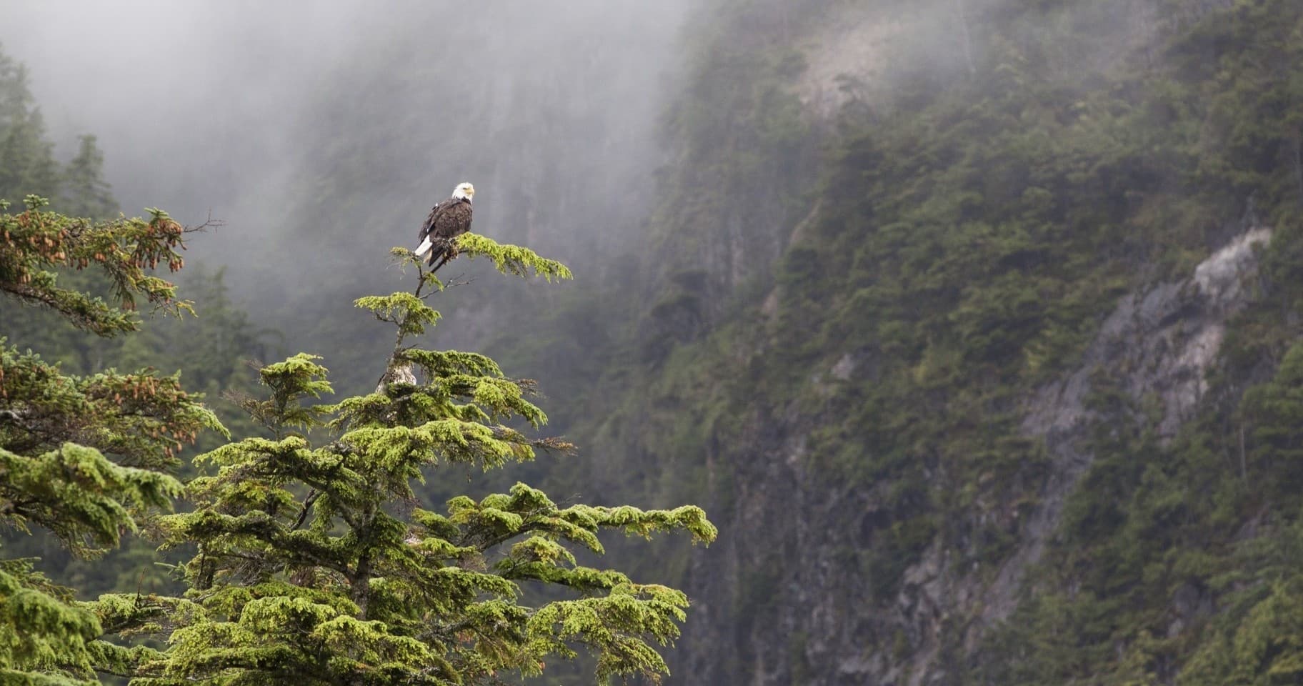 Winter Wildlife Tour with Tofino Resort and Marina in BC