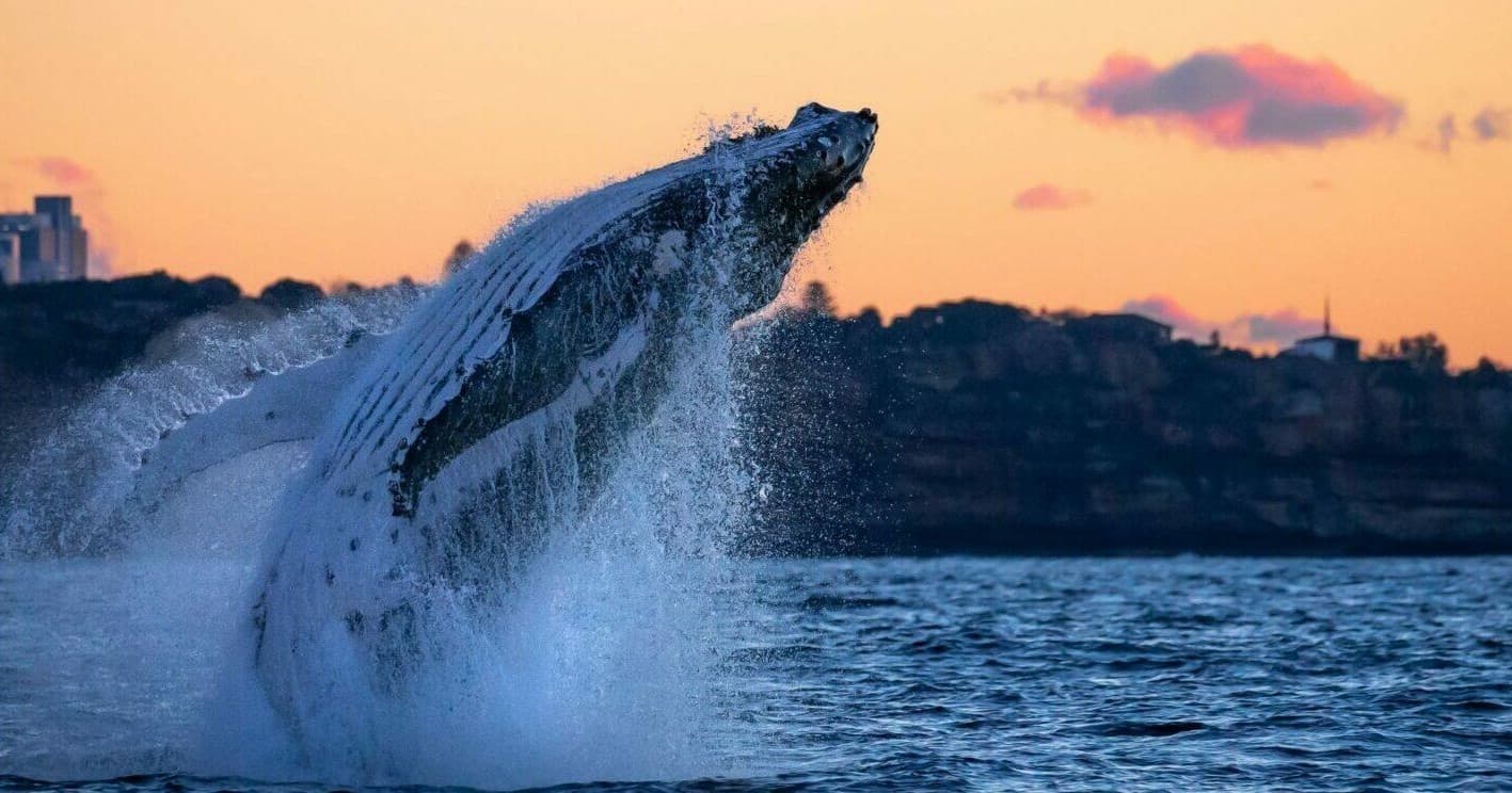 Go Whale Watching Sydney team