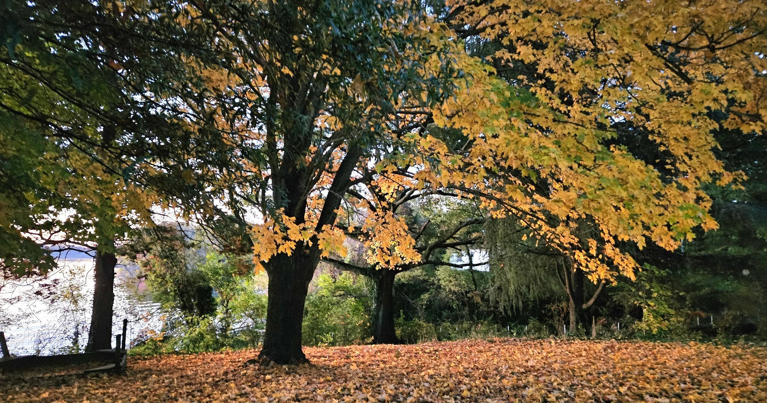 Experience Vibrant Autumn Colors on a Guided Fall Stroll in Hollywood, Maryland