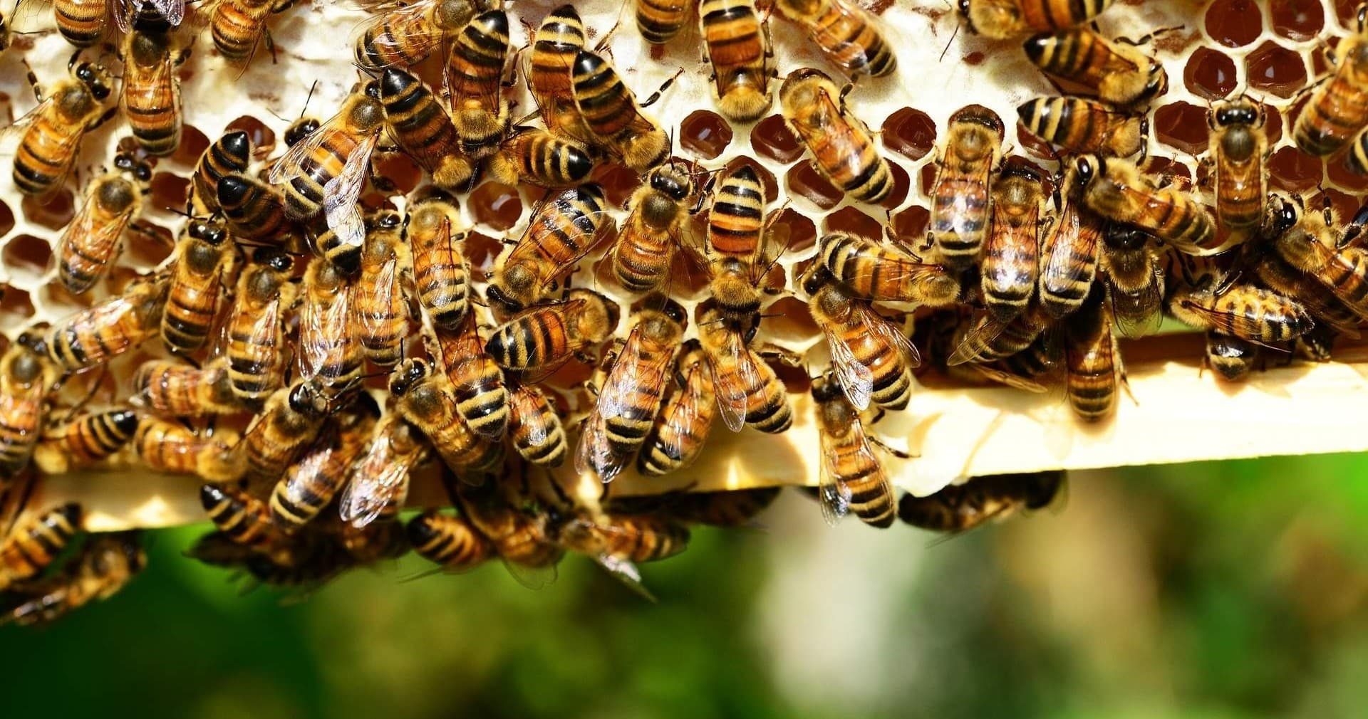 Free Nature & Art Talks at Reiman Gardens, Ames IA